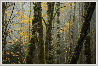 Mountain Loop forest